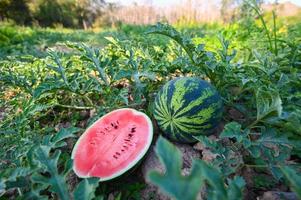 tranche de pastèque dans un champ de pastèque - fruit frais de pastèque sur le sol agriculture jardin ferme de pastèque avec plante d'arbre à feuilles, récolte de pastèques dans le champ photo