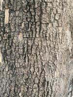 vieux en bois arbre texture Contexte photo