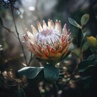 magnifique épanouissement fleur guerre flore, protea susara..créé avec génératif ai photo