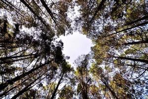 arbres dans la forêt photo