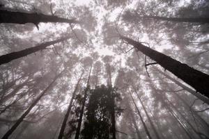 arbres dans la forêt photo