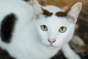 blanc chat prendre plaisir dans le jardin photo