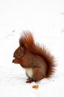 rouge écureuil sur blanc neige dans hiver parc photo