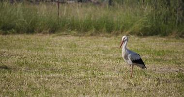 cigogne sur le Prairie dans été photo