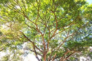 magnifique tropical arbre branches avec lumière du soleil photo