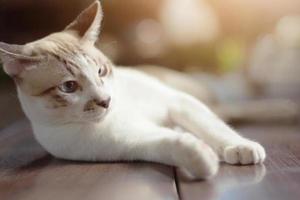 gris rayé chat prendre plaisir et asseoir sur terrasse esprit magnifique lumière du soleil photo