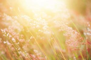 doux concentrer magnifique herbe fleurs dans Naturel lumière du soleil Contexte photo