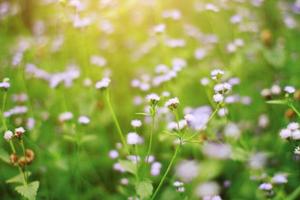 magnifique sauvage violet herbe fleurs dans le Prairie avec lumière du soleil. bouc-herbe, poussin cannabis ou ageratum conyzoïdes est herbe les plantes photo