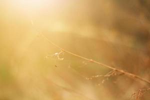 doux concentrer sec herbe dans Naturel lumière du soleil photo