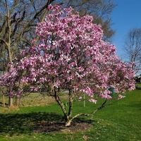 cornouiller arbre floraison photo