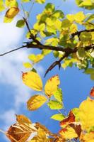 magnifique brillant vert feuilles branche avec bleu ciel et lumière du soleil dans été saison photo