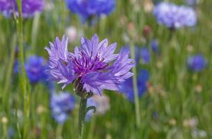 proche en haut de bleuet sur Prairie photo