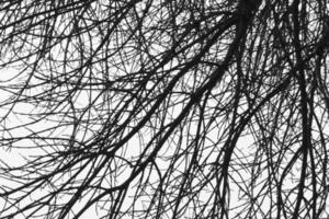 branches de arbre contre brumeux ciel à hiver photo