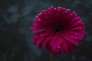 Gerber Marguerite sur le foncé Contexte. rose fleur fermer. brillant Frais la nature fleur. photo