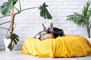 mignonne mixte race chien mensonge sur Jaune lit à Accueil chute endormi , Accueil les plantes sur le Contexte photo