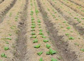 jeune plant de tabac photo