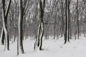 forêt avec lot de neige à le arbre les troncs dans le hiver comme peint photo