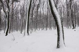 forêt avec lot de neige à le arbre les troncs comme peint dans le la nature photo