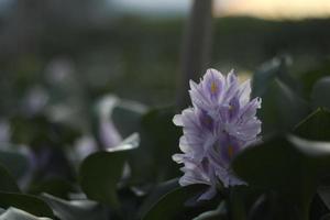 l'eau jacinthe avec une Célibataire violet fleur photo