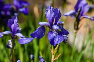 beaux iris violets sous la lumière du soleil photo