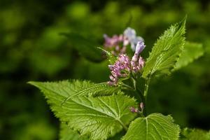 fleurs de parc sauvage photo