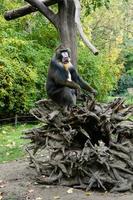 singe mandrill est assis sur une arbre photo