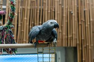 perroquet jaco est assis sur une cage photo