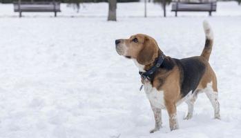 beagle chien dans le neige photo