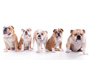 Anglais bouledogue famille photo