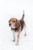 adulte Masculin beagle Extérieur photo