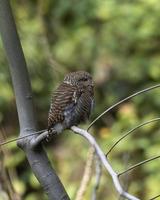 asiatique barré jeune hibou ou glaucidium cuculoïdes observé dans rongtong dans Ouest Bengale photo