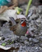 sibérien gorge rubis ou calliope calliope observé dans rongtong dans Ouest Bengale photo