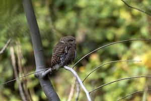 asiatique barré jeune hibou ou glaucidium cuculoïdes observé dans rongtong dans Ouest Bengale photo