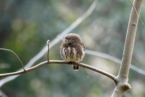 asiatique barré jeune hibou ou glaucidium cuculoïdes observé dans rongtong dans Ouest Bengale photo