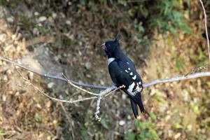 noir baza ou aviceda leuphotes observé dans rongtong dans Ouest Bengale, Inde photo