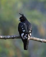 noir baza ou aviceda leuphotes observé dans rongtong dans Ouest Bengale, Inde photo