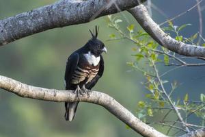 noir baza ou aviceda leuphotes observé dans rongtong dans Ouest Bengale, Inde photo