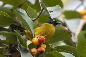 huppe noire bulbul ou rubigula flaviventris vu dans rongtong dans Ouest Bengale photo