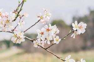 une proche en haut de une fleur avec le mot Cerise sur il photo