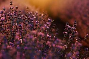 gros plan de buissons fleurs de lavande champs parfumés au coucher du soleil. fleurs aromatiques pourpres lavande dans les champs de lavande de la provence française près de paris. photo