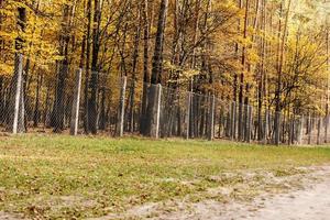 métal clôture dans le l'automne ensoleillé parc. sélectif se concentrer. photo