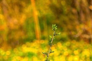 prinsépia grandit et fleurit dans le jardin dans printemps. prinsépia est une petit genre de floraison les plantes dans le rosacées famille. photo