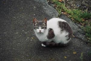 beau chat errant dans la rue photo