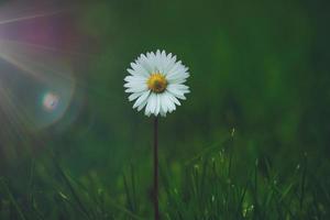 belle fleur de marguerite dans le jardin au printemps photo