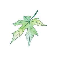 aquarelle feuilles clipart illustration photo