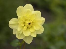 fleur de jonquille jaune photo