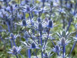 fleurs de houx de mer photo