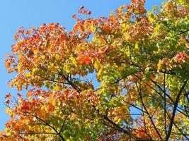 feuilles d'érable automne photo