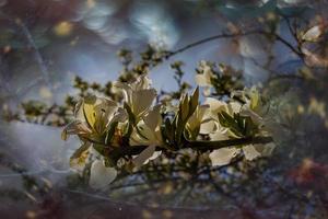 Bauhinia variegata épanouissement blanc et rose arbre dans le des rues de le ville de alicante dans printemps photo