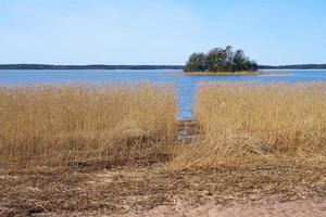 plantes sèches sur la côte de la mer Baltique en Finlande au printemps. photo